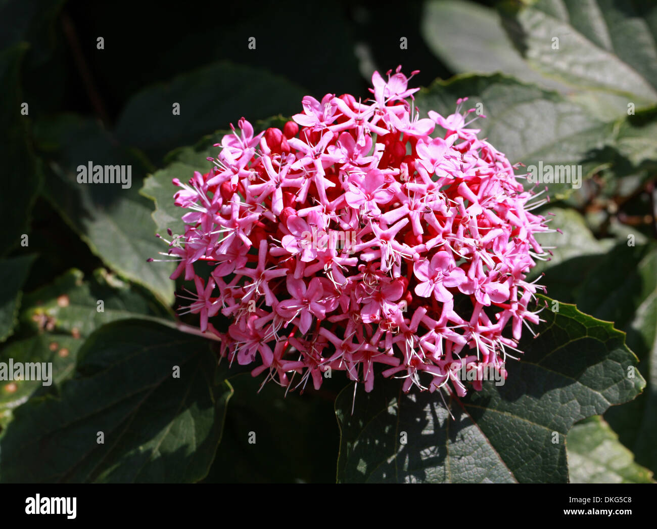 Rose Glory Bower, Cashmere Bouquet, Mexicali Rose, Mexican Hydrangea, Clerodendron bungei, Lamiaceae (Verbenaceae). China. Stock Photo