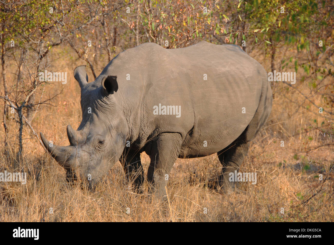 White Rhino, (Rhinoceros Ceratotherium)  Sabi Sand Game Reserve, South Africa Stock Photo