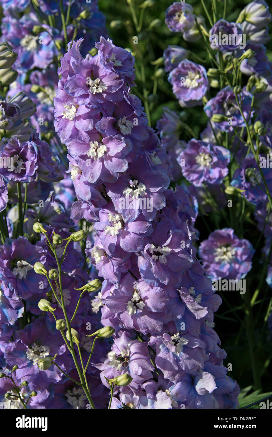 Delphinium spindrift hires stock photography and images Alamy