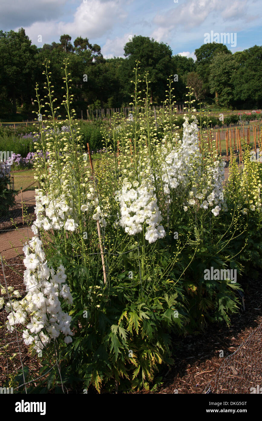 Delphinium "Elizabeth Cook", Ranunculaceae. Aka. Larkspur. All parts of