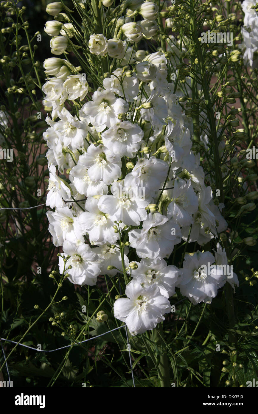 Delphinium "Elizabeth Cook", Ranunculaceae. Aka. Larkspur. All parts of