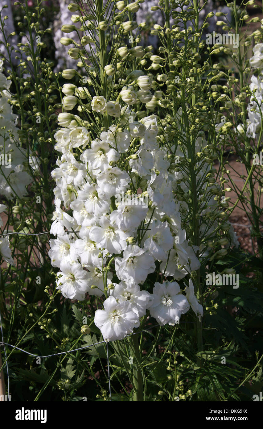 Delphinium "Elizabeth Cook", Ranunculaceae. Aka. Larkspur. All parts of