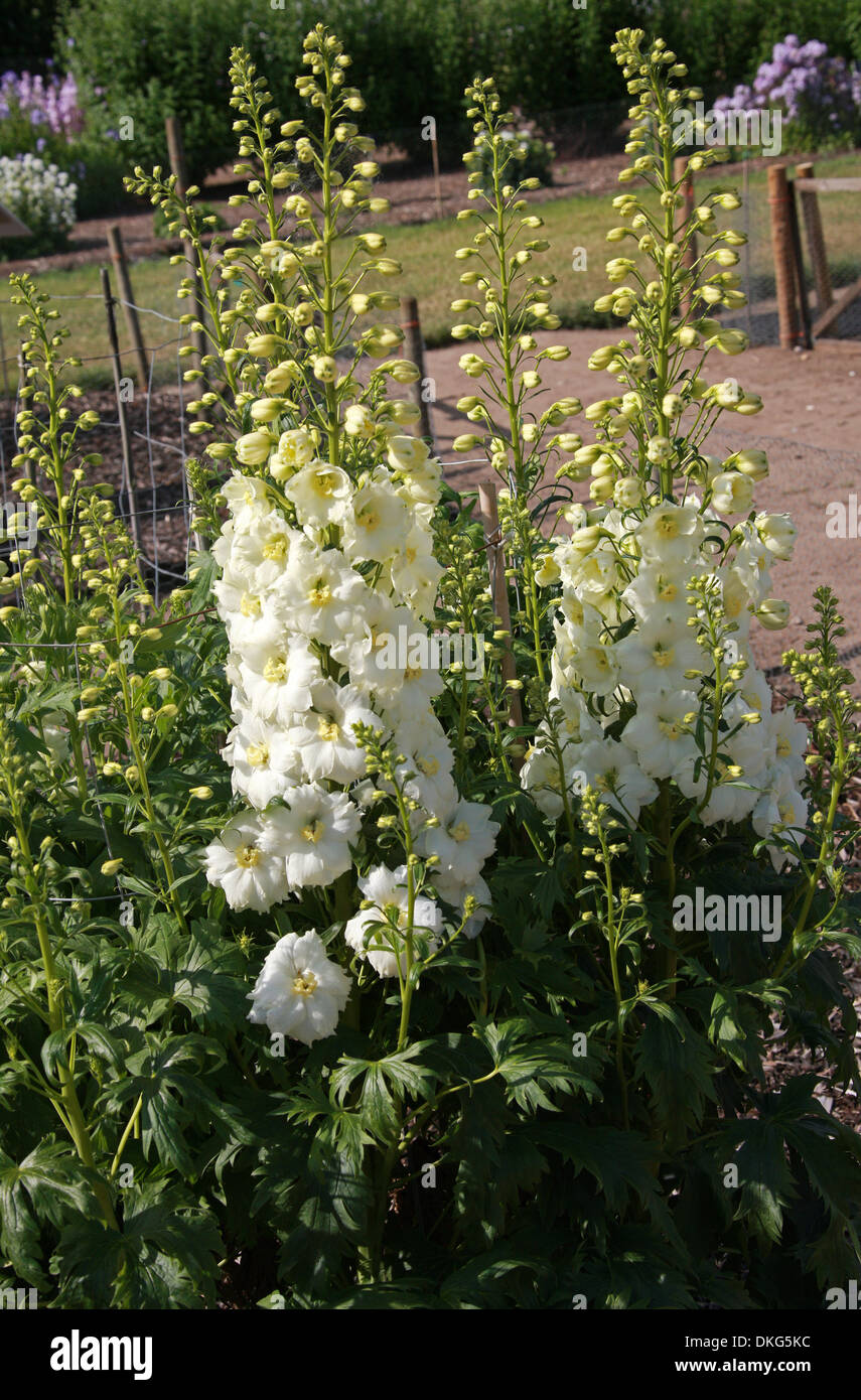 Delphinium 'Kennington Classic', Ranunculaceae. Aka. Larkspur. All parts of these plants are considered toxic to humans. Stock Photo