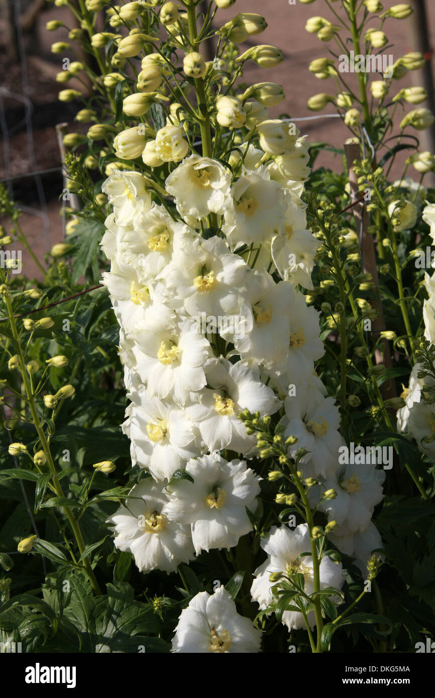 Delphinium 'Kennington Classic', Ranunculaceae. Aka. Larkspur. All parts of these plants are considered toxic to humans. Stock Photo