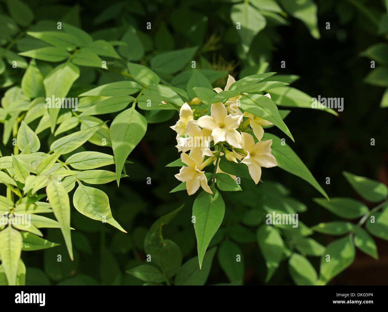 Jasmine or Jessamine, Poet's Jasmine, Jasminum officinale 'Clotted Cream', Oleaceae. Syn. Jasminum grandiflorum. Stock Photo
