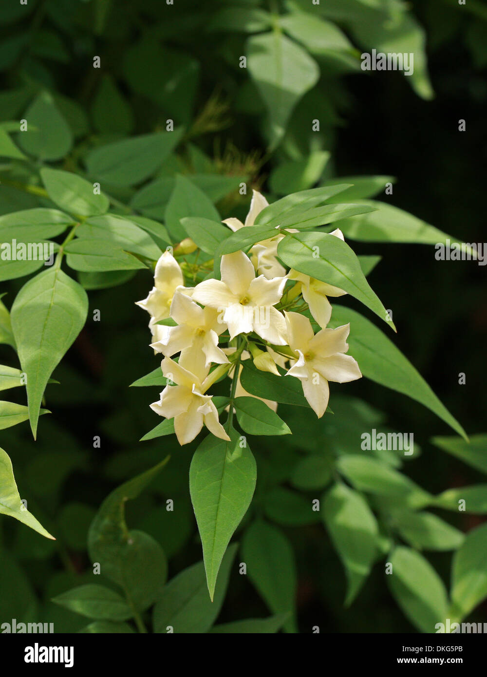 Jasmine or Jessamine, Poet's Jasmine, Jasminum officinale 'Clotted Cream', Oleaceae. Syn. Jasminum grandiflorum. Stock Photo