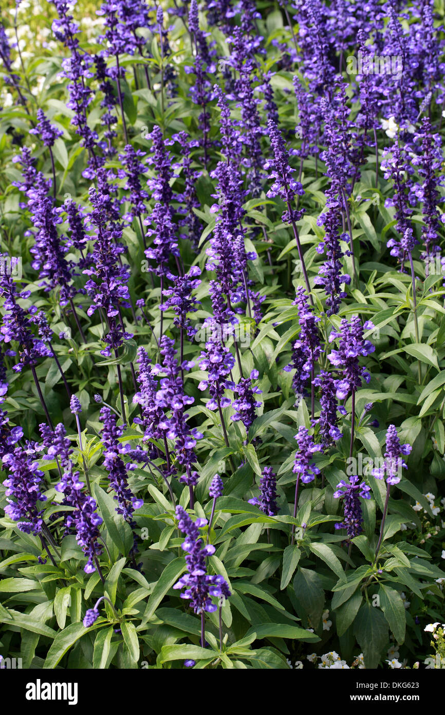 Mealy Sage, Mealycup Sage, Salvia farinacea 'Victoria', Lamiaceae. Mexico and Texas, USA. Stock Photo