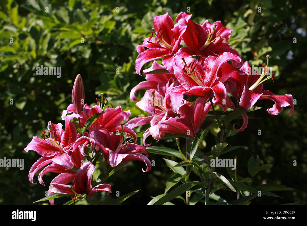 Oriental Lily, Lilium Corvara "Rio Negro", Liliaceae Stock Photo