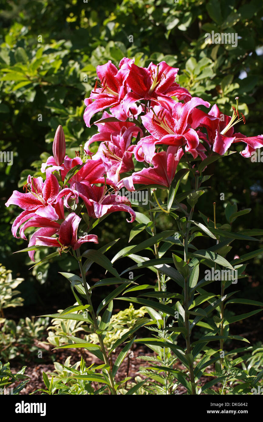 Oriental Lily, Lilium Corvara 'Rio Negro', Liliaceae. Stock Photo