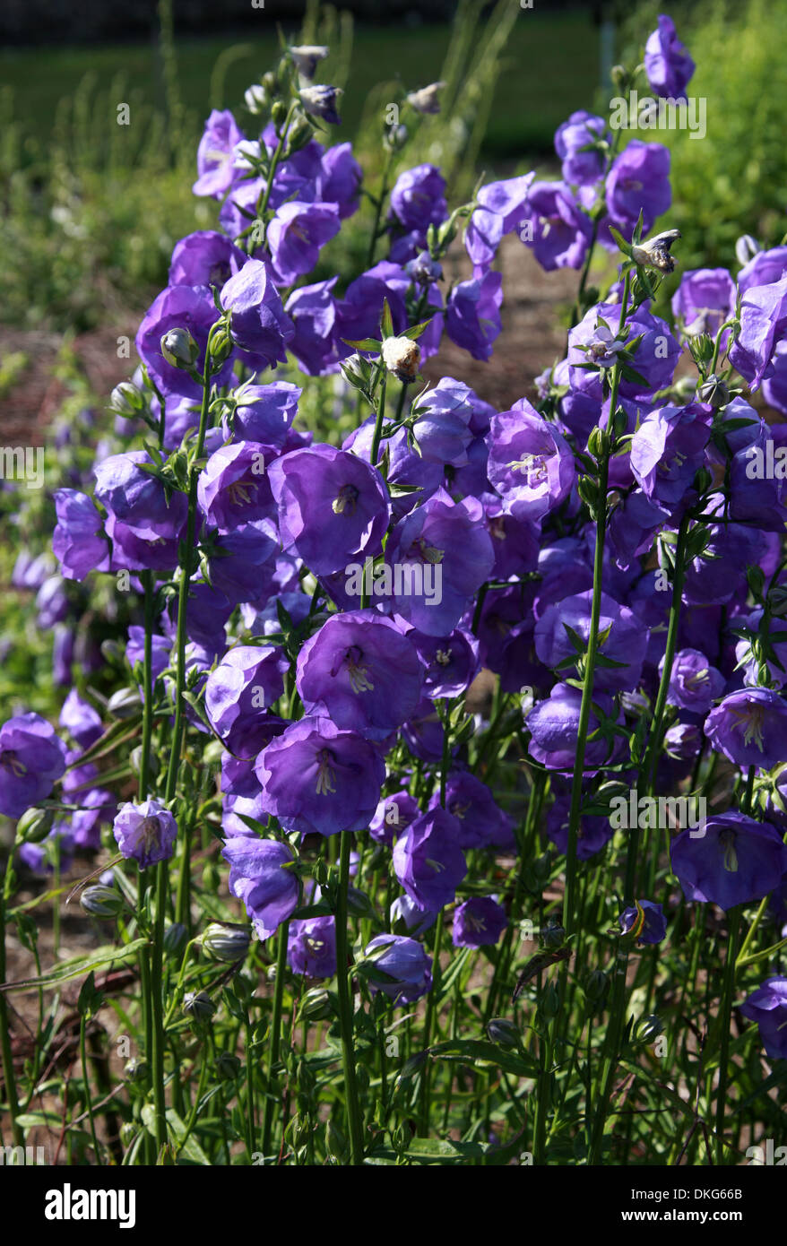 Peach-leaved Bellflower, Campanula persicifolia 'Azure Beauty', Campanulaceae. Common in the Alps and other mountains in Europe. Stock Photo