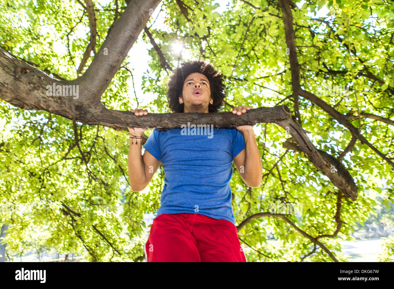 Young man doing chin ups on tree in park Stock Photo