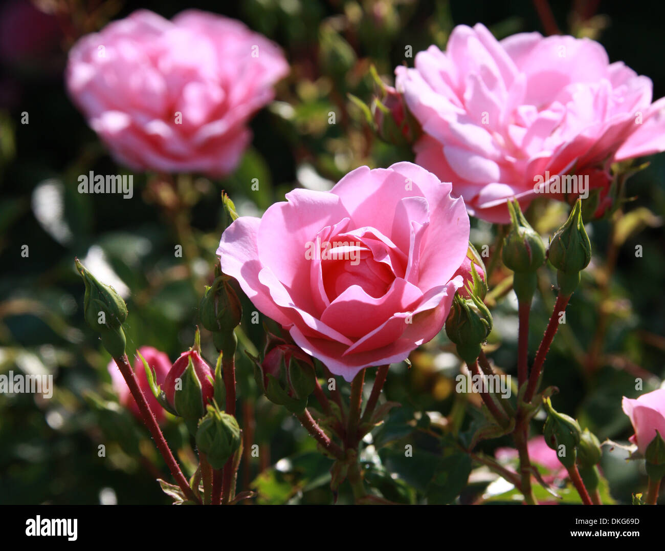 Rose, Rosa Bonica 'Meidomonac', Rosaceae. Stock Photo