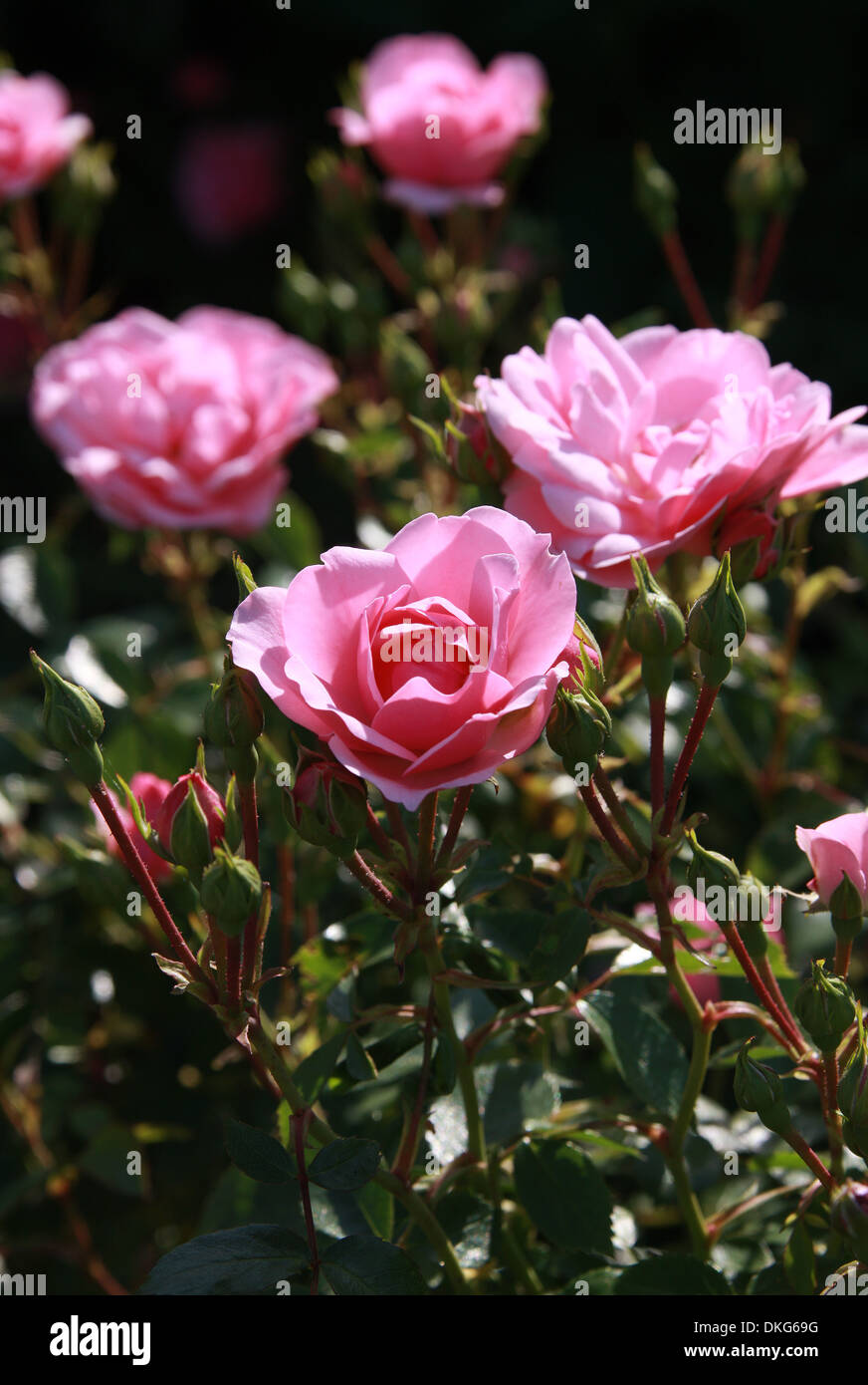 Rose, Rosa Bonica 'Meidomonac', Rosaceae. Stock Photo