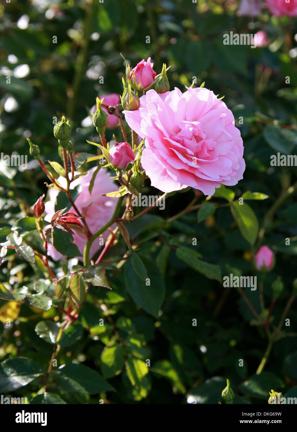 Rose, Rosa Bonica 'Meidomonac', Rosaceae. Stock Photo