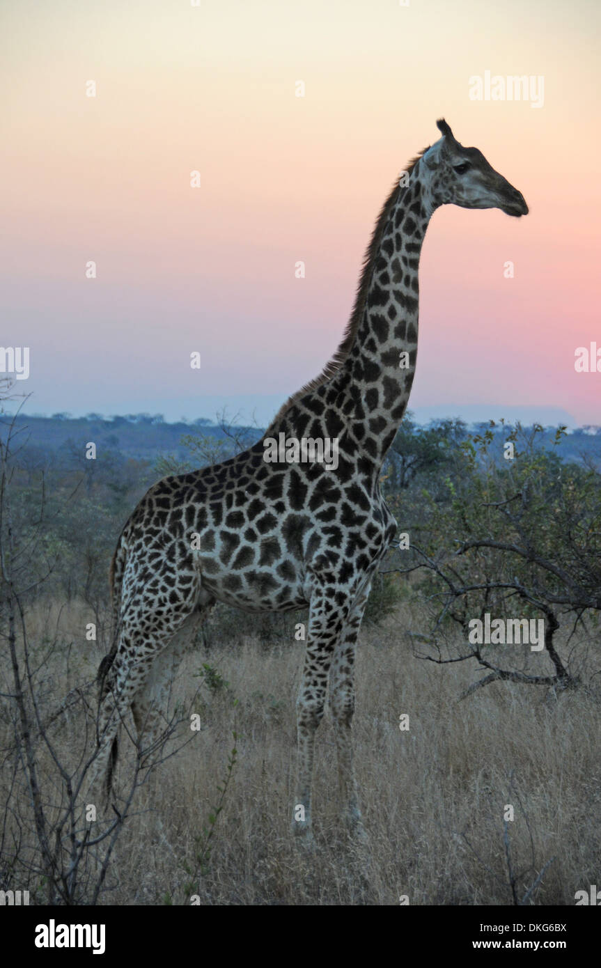 Giraffe (Giraffa Camelopardalis) Sabi Sand Game Reserve, South Africa Stock Photo
