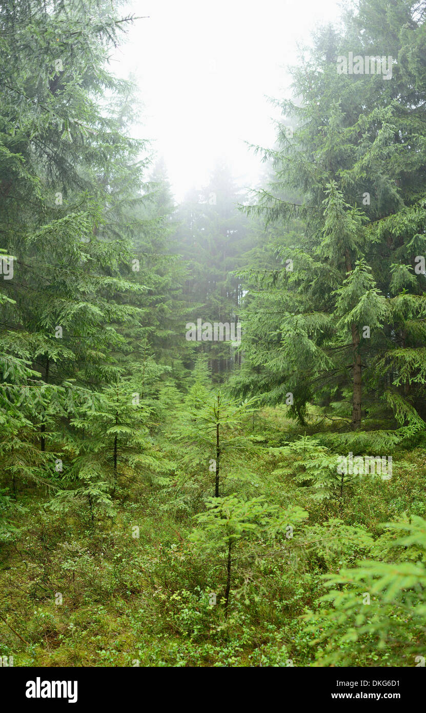 The southern palatinate forest hi-res stock photography and images - Alamy