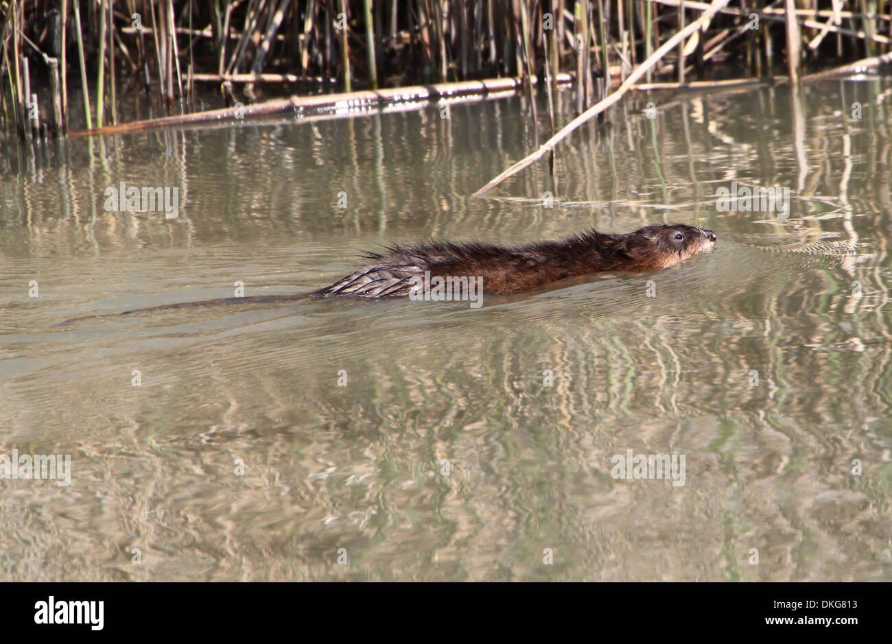 Muskrats tail hi-res stock photography and images - Alamy