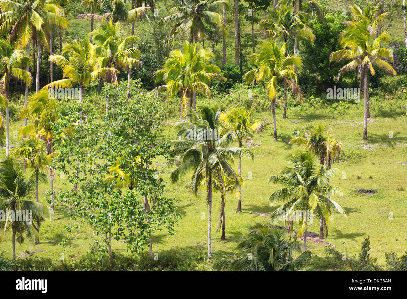 Palm trees, Bohol, Philippines, Asia Stock Photo Alamy