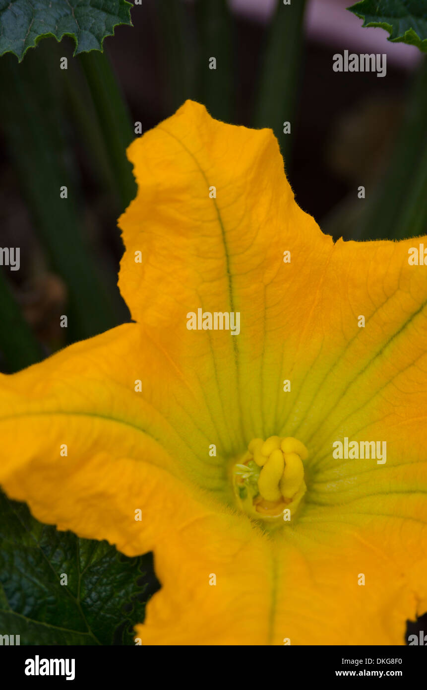 A squash blossom on a zucchini plant is open for only a short period of
