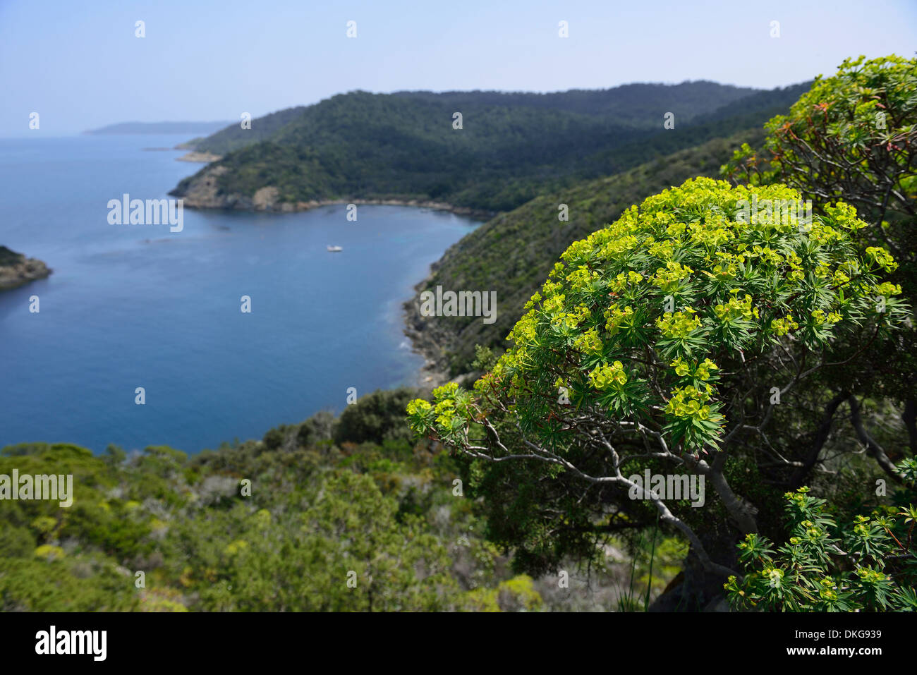 National Parc Port-Cros, Port-Cros, Iles d Hyeres, Provence, France, Europe Stock Photo