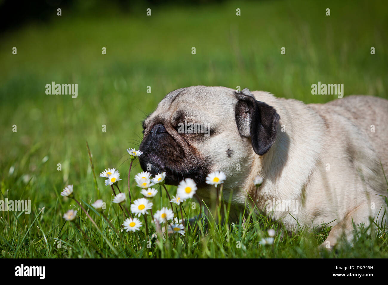 Pug dog lying on a flower meadow Stock Photo - Alamy