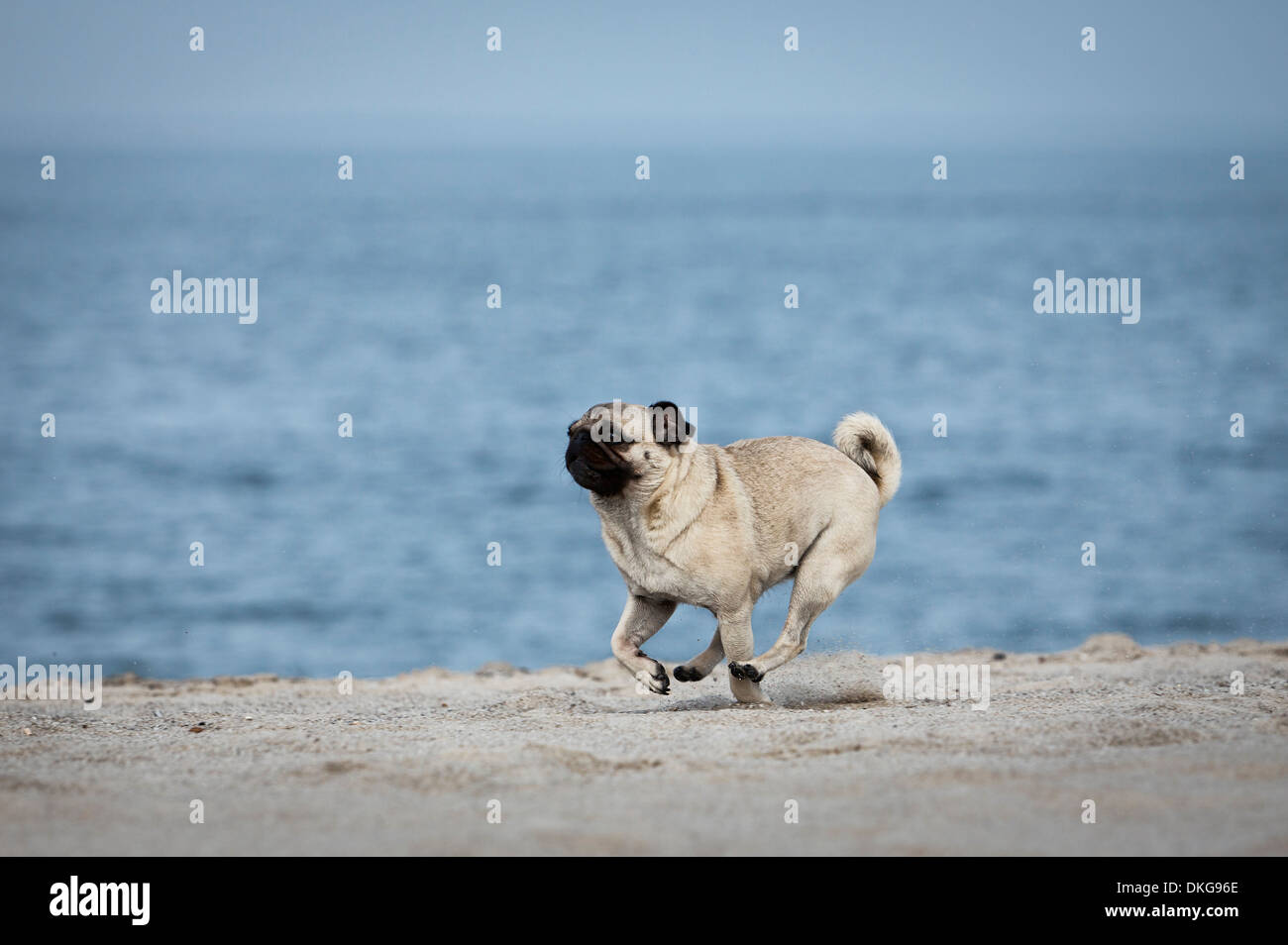 Pug dog running at beach, Sylt, Schleswig-Holstein, Germany, Europe Stock Photo