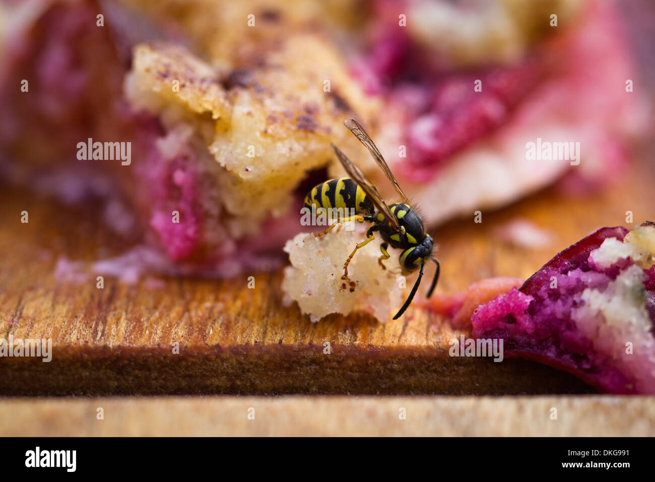 Wasp eating crumb of plum cake Stock Photo