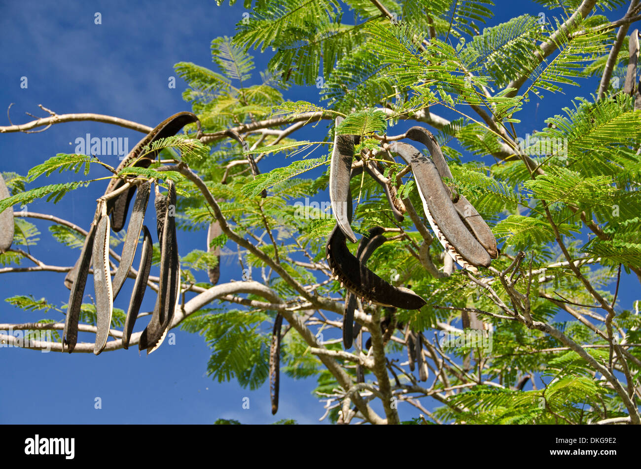 Flame tree, Delonix regia, Nevis, Saints Kitts and Nevis, the Caribbean, America Stock Photo