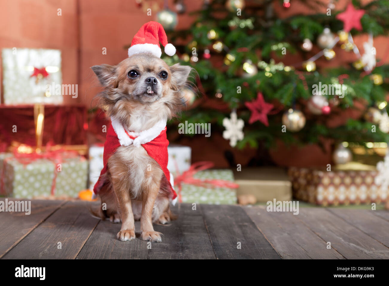 a little chihuahua dog sitting in front of the Christmas tree. He is dressed as Santa Claus Stock Photo