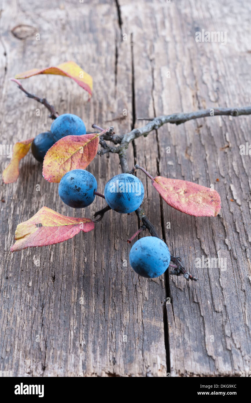 Slowberry Sloe Berry Plant High Resolution Stock Photography and Images - Alamy