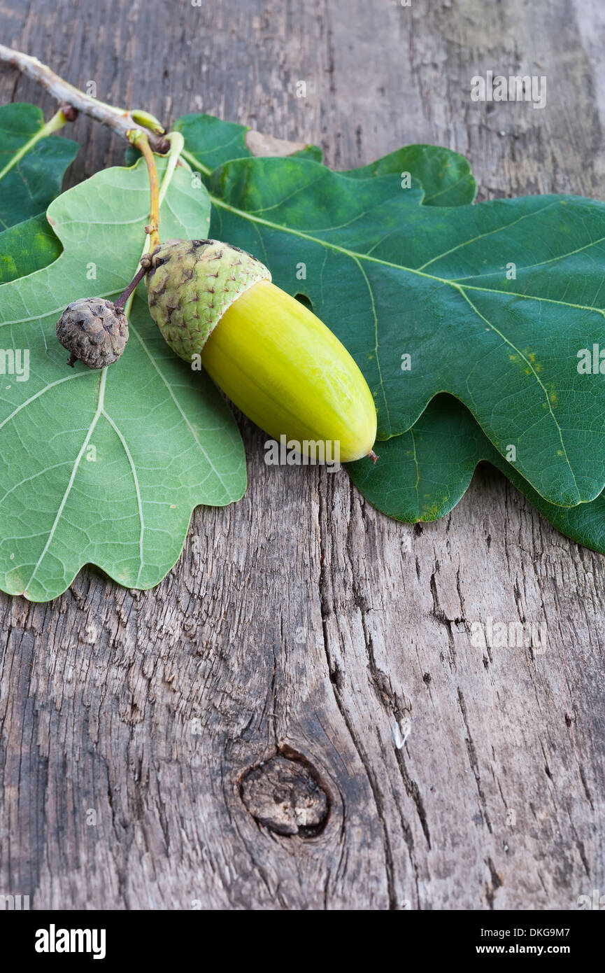 Acorn dry oak leaf hi-res stock photography and images - Alamy