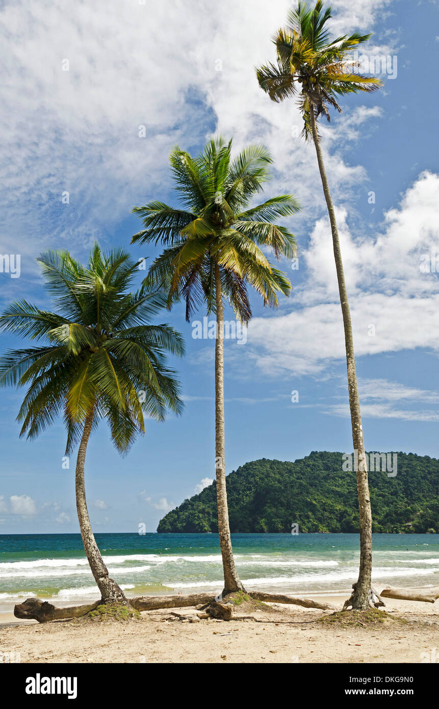 Palm beach, Maracas Playa, Trinidad and Tobago, Lesser Antilles, the Caribbean, America Stock Photo