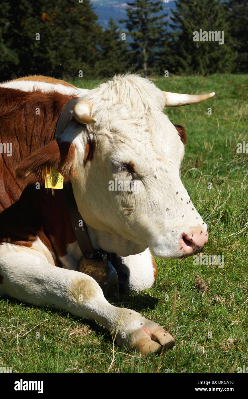 cow on grazing land, blomberg, bad tolz, bavaria, germany Stock Photo