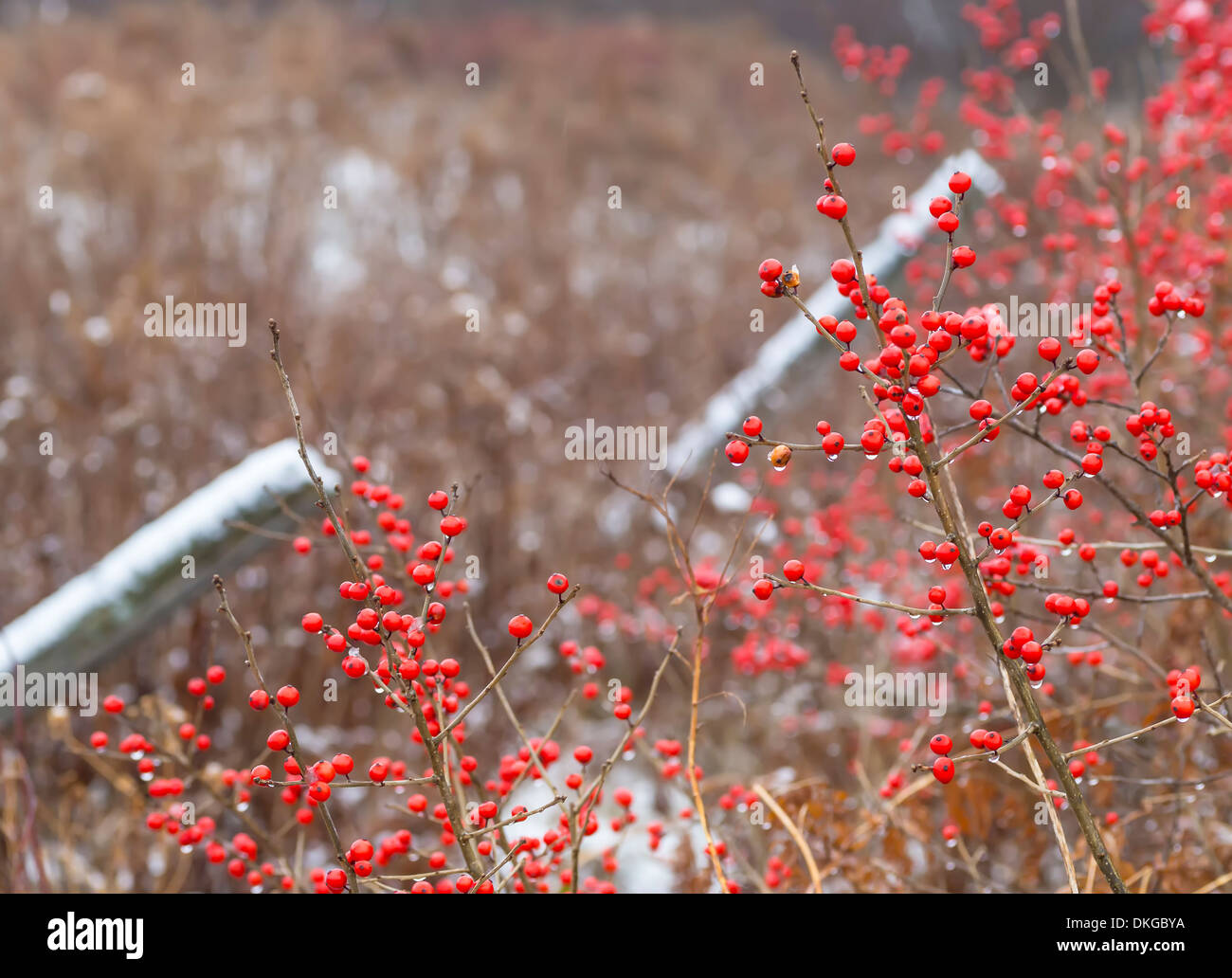 Ilex verticillata, the winterberry, is a species of holly native to eastern  North America in the United States and SE Canada Stock Photo - Alamy