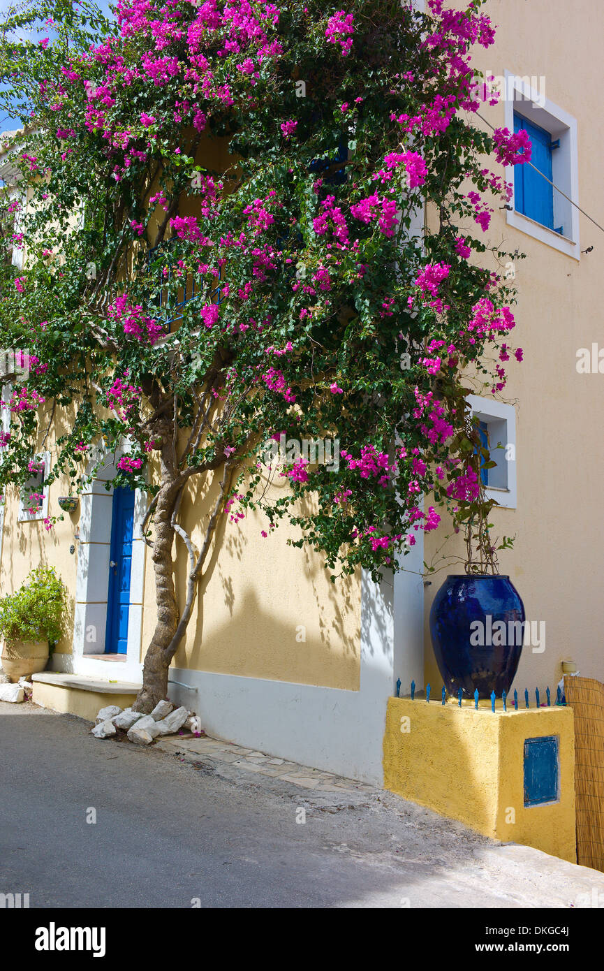 Bougainvillea Growing On A House Wall In Assos, Kefalonia, Greece Stock 