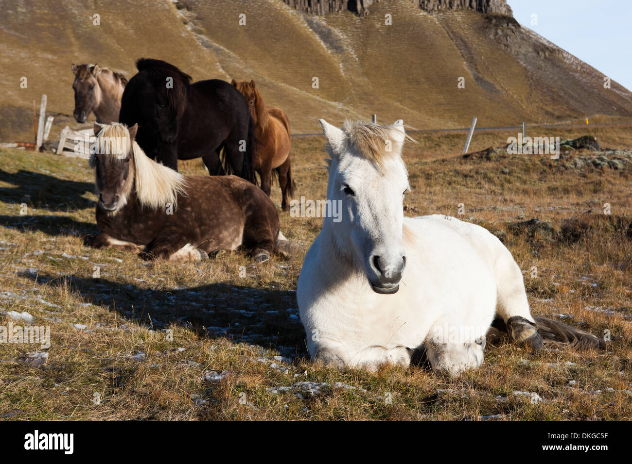 Icelandic Wild Horse, Iceland Stock Photo