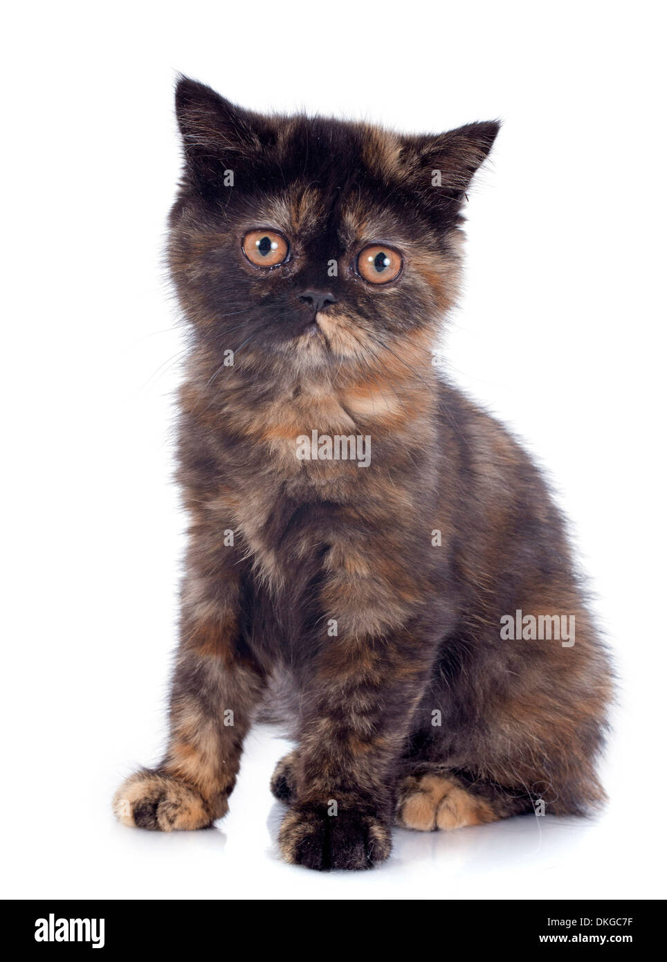 American Shorthair Cat Calico Stock Photos American Shorthair
