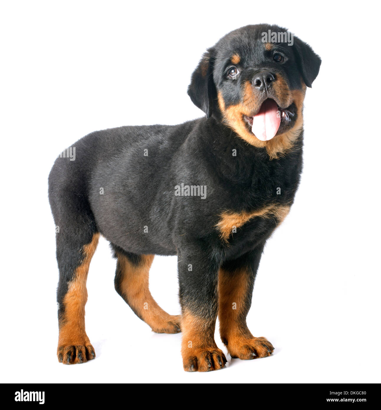 Purebred Rottweiler portrait of a purebred puppy rottweiler in front of white background ...