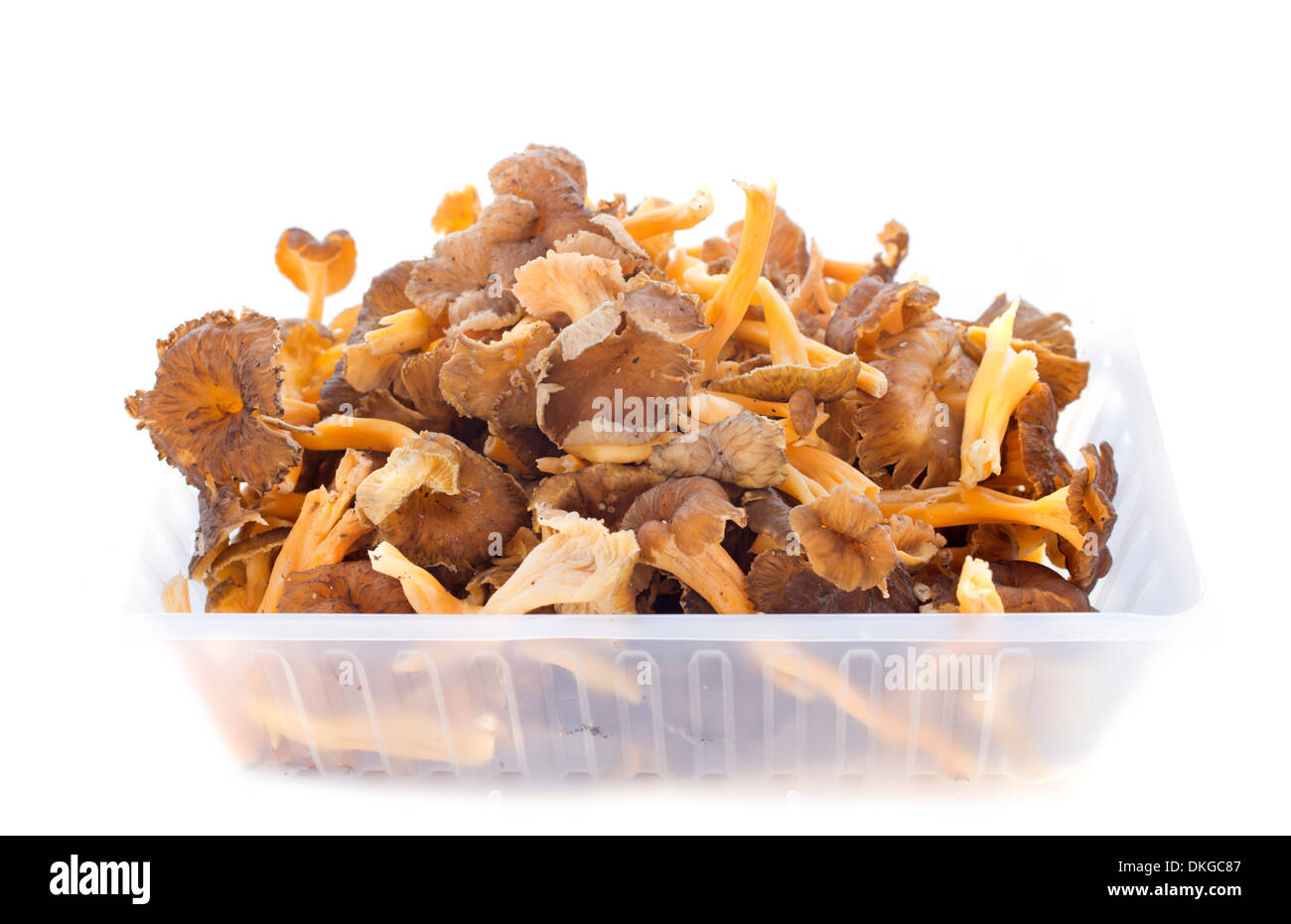 golden chanterelles in front of white background Stock Photo