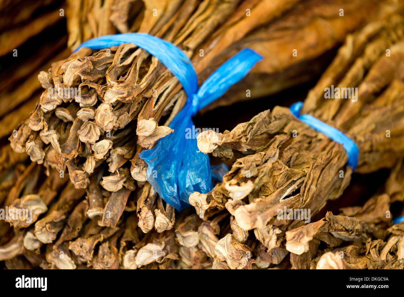 filipino tobacco Philippines tobacco plantation hi-res stock photography and images