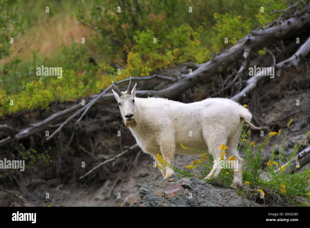 Bearded Mountain Goat standing in yellow flowers on a rocky mountainside. Stock Photo
