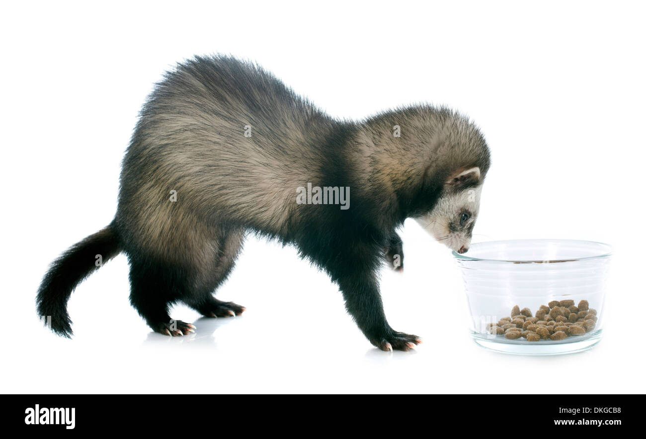 eating brown ferret in front of white background Stock Photo