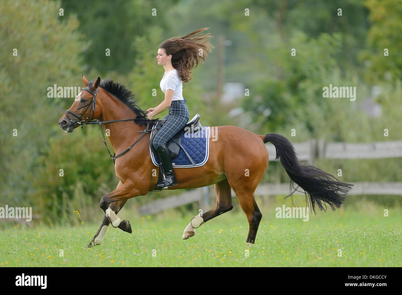 Teenage girl riding a Mecklenburger horse on a paddock Stock Photo