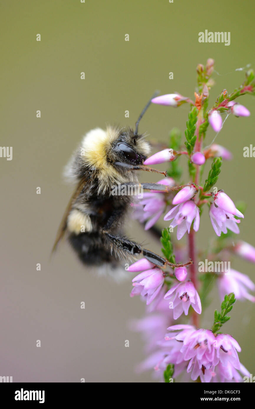 Close-up of a white-tailed bumblebee (Bombus magnus) at a blossom Stock Photo