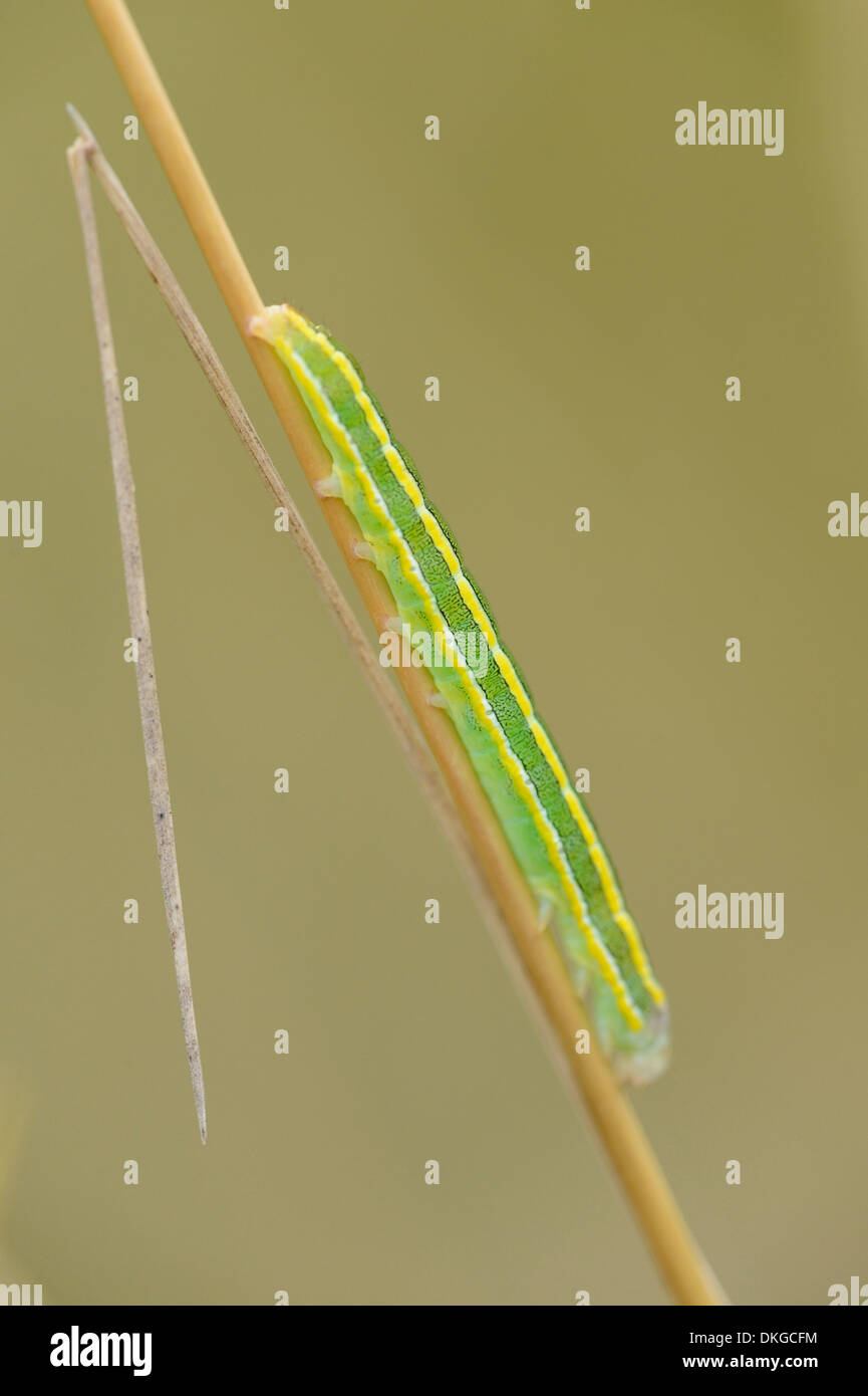 Close-up of a caterpillar from a Small Heath (Coenonympha pamphilus) at a grass stalk Stock Photo