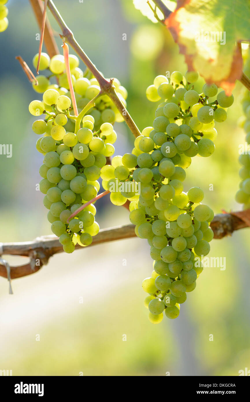 Green grapes in a vineyard, Styria, Austria Stock Photo