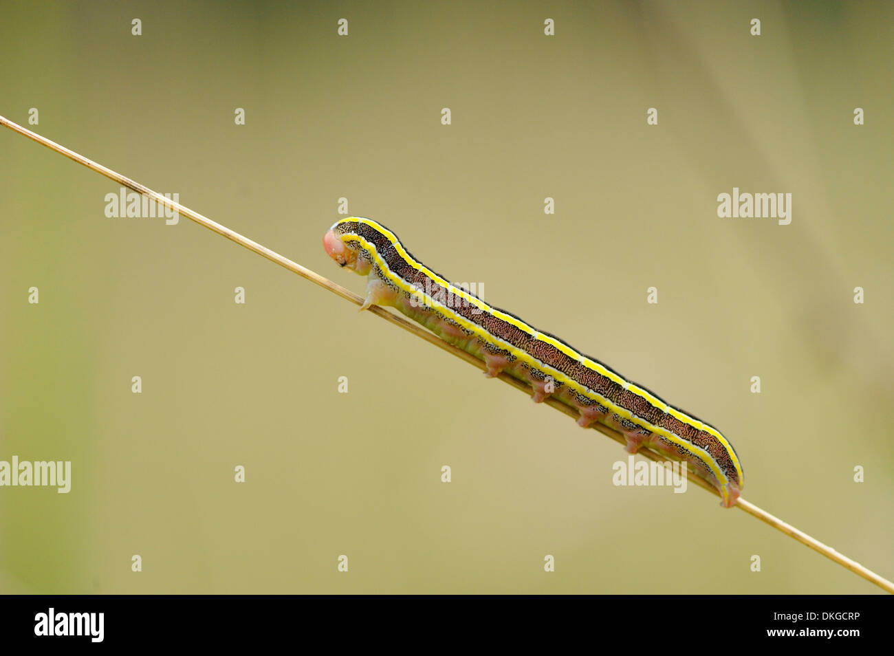Close-up of a caterpillar from a Broom Moth (Ceramica pisi) at a grass stalk Stock Photo