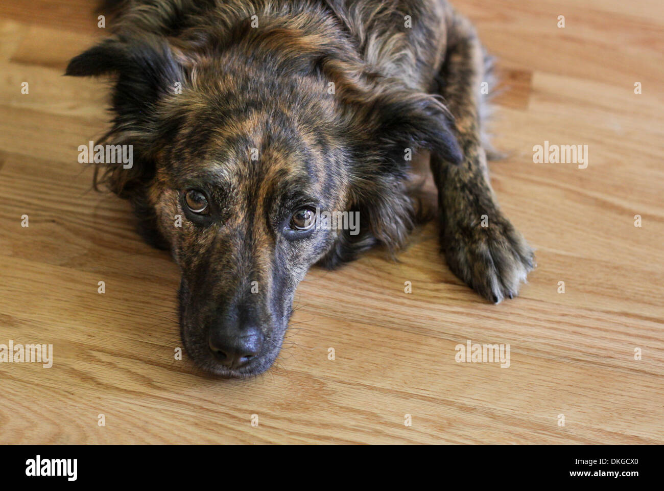 What Is A Multi Colored Dog Called