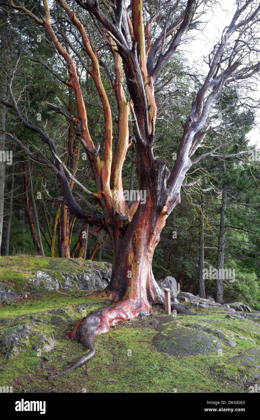 Old Pacific madrone tree - Lime Kiln Point State Park, San Juan Island, San Juan County, Washington, USA Stock Photo