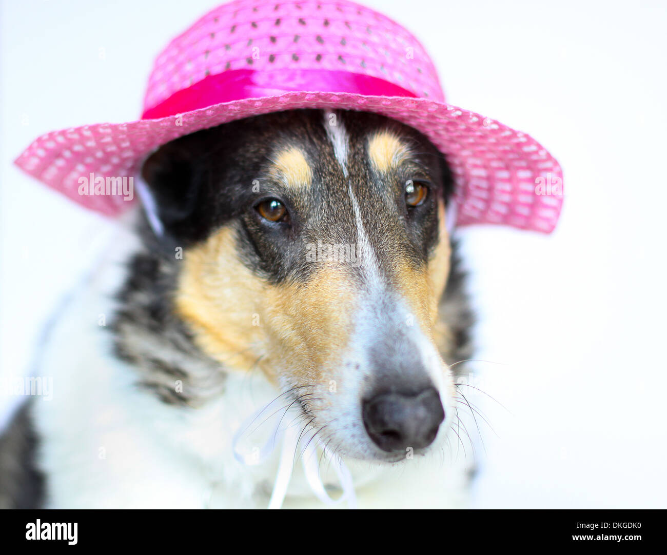 Smooth Collie with Pink Hat - horizontal orientation close up on isolated white background of a tricolored smooth collie dog Stock Photo